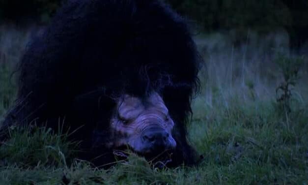 WILD COUNTRY DVD REVIEW